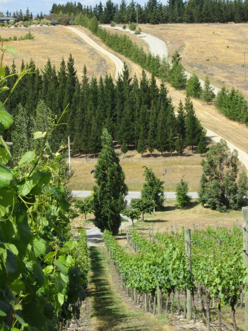 Hawkdun Rise Vineyard & Accommodation Alexandra Exteriör bild